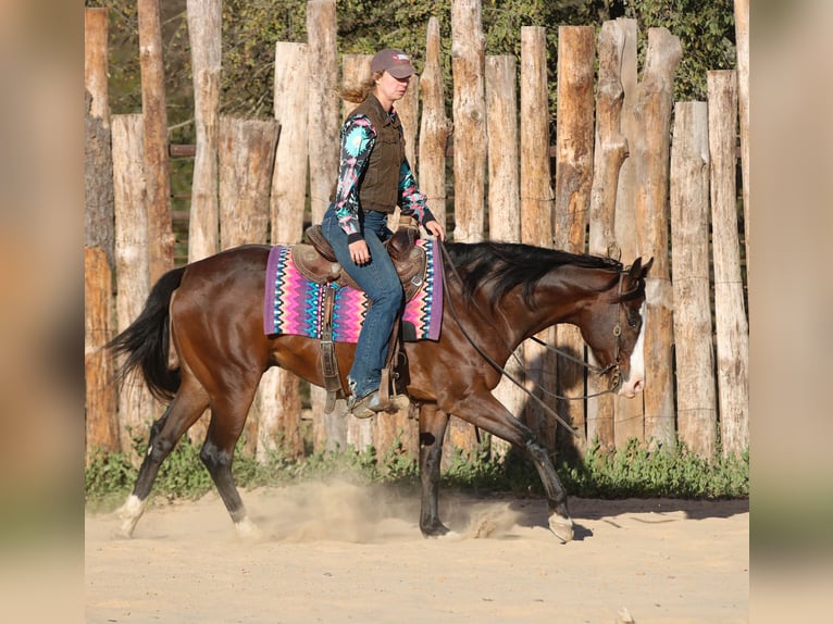Paint Horse Wallach 4 Jahre 152 cm Rotbrauner in Athens Paint Horse Wallach 4 Jahre 152 cm Rotbrauner in Athens