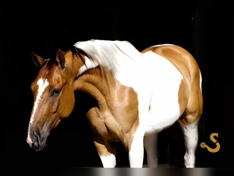 Paint Horse Wallach 4 Jahre 152 cm in Bogard, MO