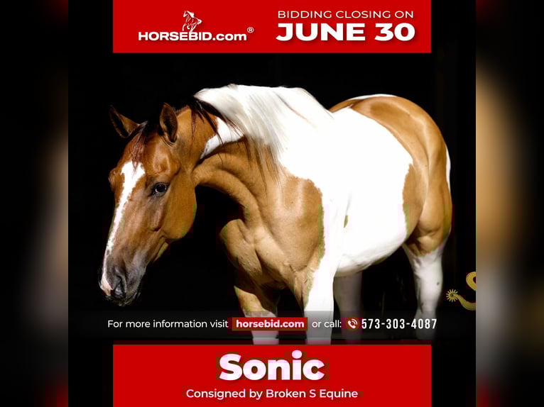 Paint Horse Wallach 4 Jahre 152 cm in Bogard, MO