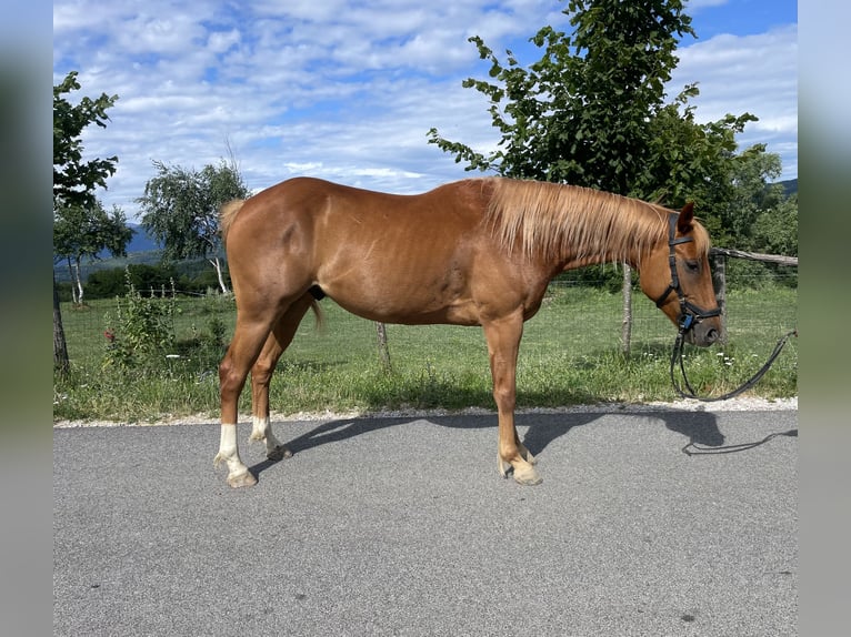 Paint Horse Wallach 4 Jahre 153 cm Rotfuchs in Grgar