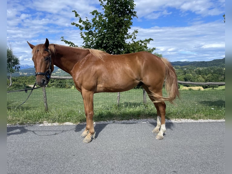 Paint Horse Wallach 4 Jahre 153 cm Rotfuchs in Grgar