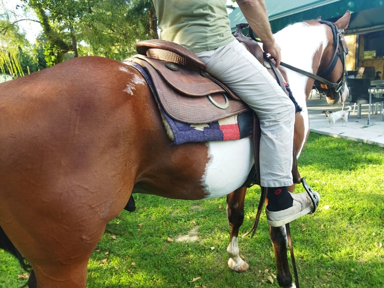 Paint Horse Wallach 4 Jahre 154 cm Schecke in Pratola Peligna