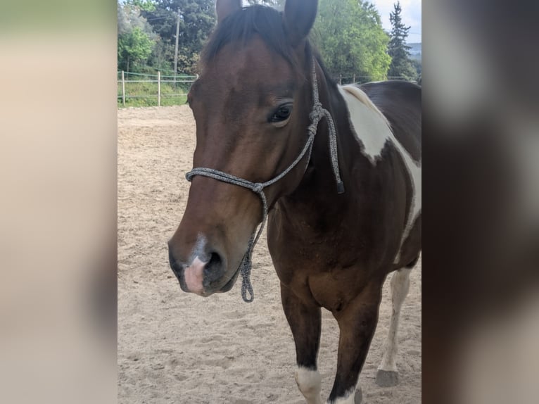Paint Horse Wallach 4 Jahre 155 cm Tobiano-alle-Farben in Bouches du Rhone