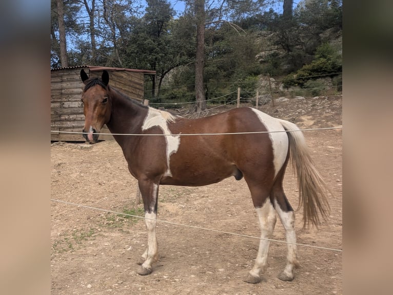 Paint Horse Wallach 4 Jahre 155 cm Tobiano-alle-Farben in Bouches du Rhone