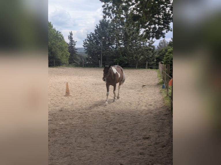Paint Horse Wallach 4 Jahre 155 cm Tobiano-alle-Farben in Bouches du Rhone