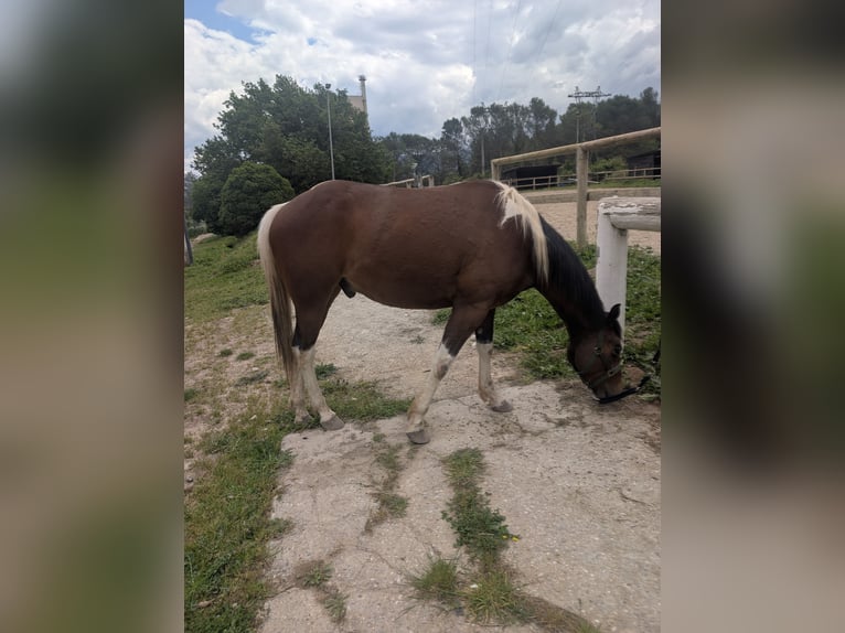 Paint Horse Wallach 4 Jahre 155 cm Tobiano-alle-Farben in Bouches du Rhone