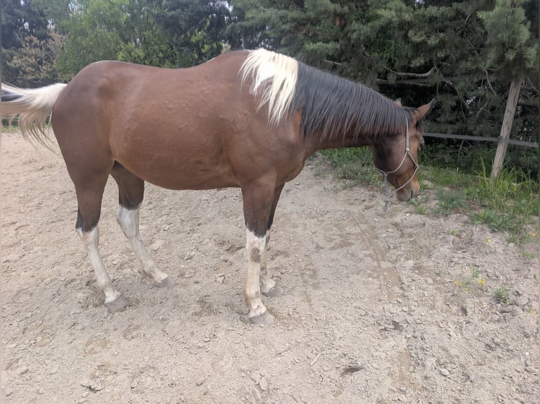 Paint Horse Wallach 4 Jahre 155 cm Tobiano-alle-Farben in Bouches du Rhone