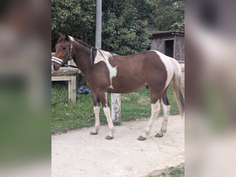 Paint Horse Wallach 4 Jahre 155 cm Tobiano-alle-Farben in Var
