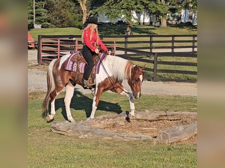 Paint Horse Wallach 4 Jahre 157 cm Tobiano-alle-Farben in Robards