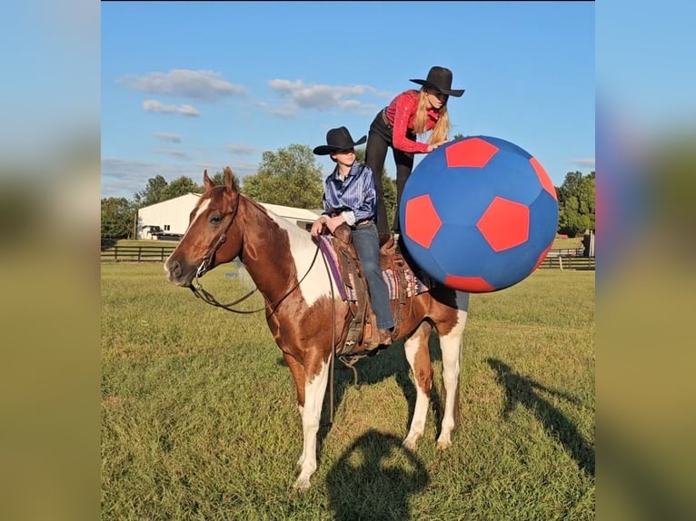 Paint Horse Wallach 4 Jahre 157 cm Tobiano-alle-Farben in Robards