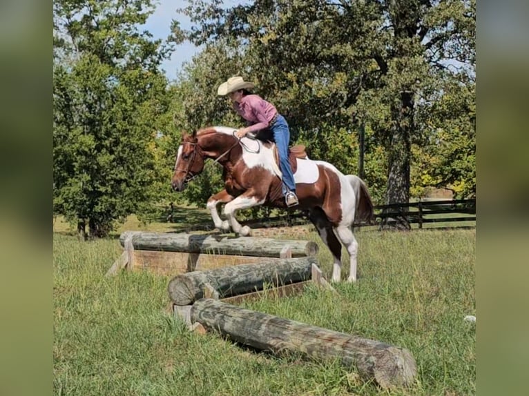 Paint Horse Wallach 4 Jahre 157 cm Tobiano-alle-Farben in Robards