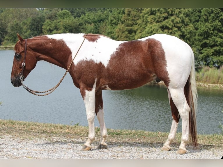 Paint Horse Wallach 4 Jahre 157 cm Tobiano-alle-Farben in Robards