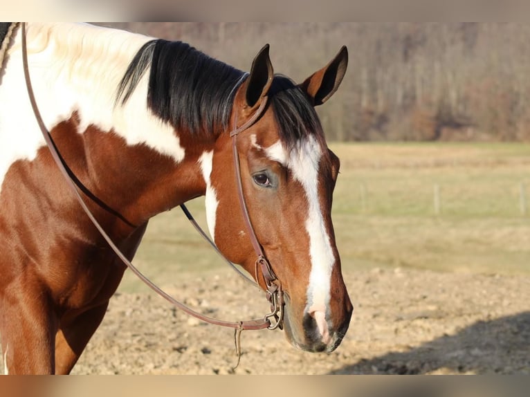 Paint Horse Wallach 4 Jahre 170 cm Tobiano-alle-Farben in Beaver Springs