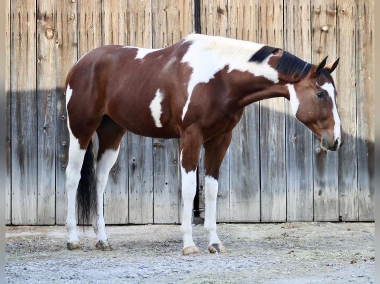 Paint Horse Wallach 4 Jahre 170 cm Tobiano-alle-Farben in Beaver Springs