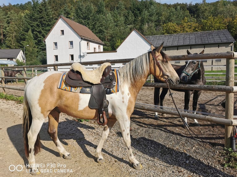 Paint Horse Mix Wallach 4 Jahre Buckskin in BETTELDORF