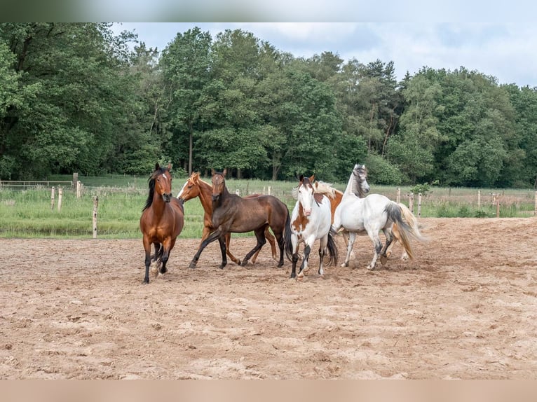 Paint Horse Wallach 4 Jahre in Merselo