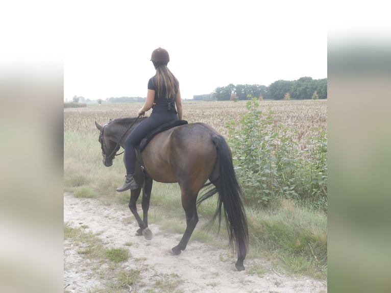 Paint Horse Wallach 4 Jahre in Merselo