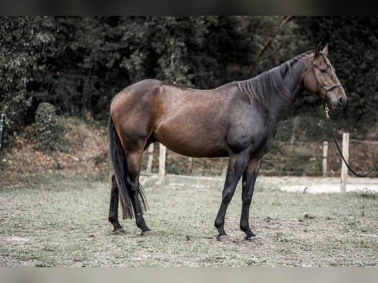 Paint Horse Wallach 4 Jahre in Merselo