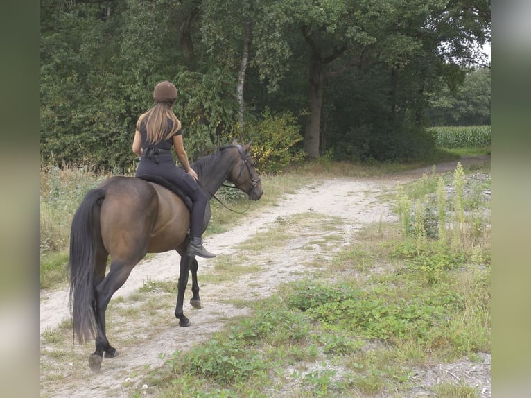 Paint Horse Wallach 4 Jahre in Merselo