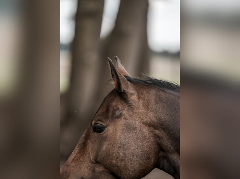 Paint Horse Wallach 4 Jahre in Merselo
