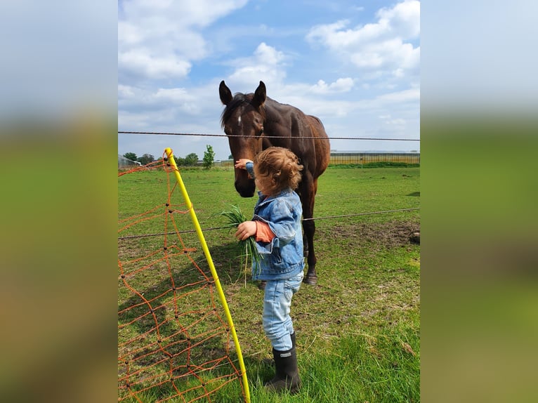Paint Horse Wallach 4 Jahre in Merselo