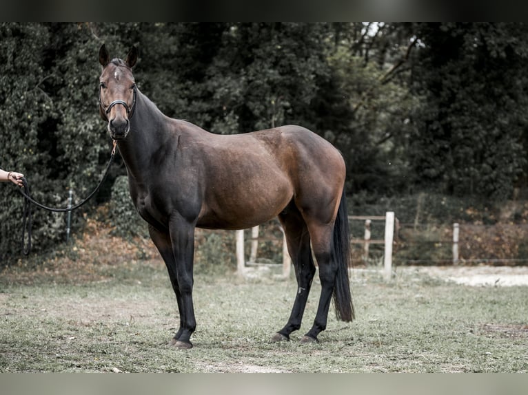 Paint Horse Wallach 4 Jahre in Merselo