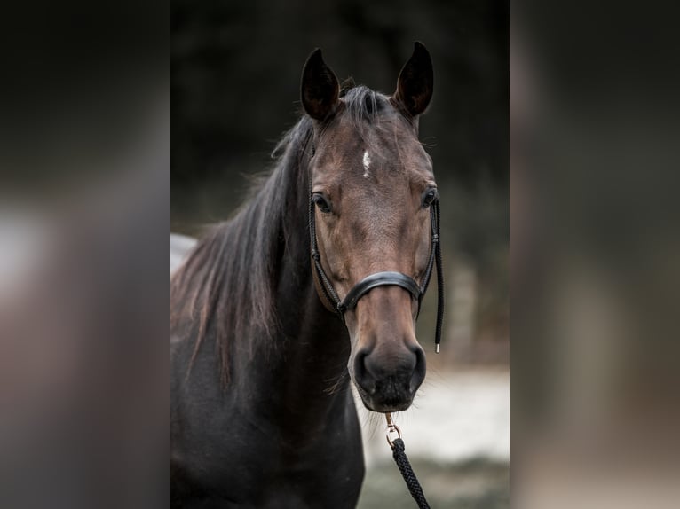 Paint Horse Wallach 4 Jahre in Merselo
