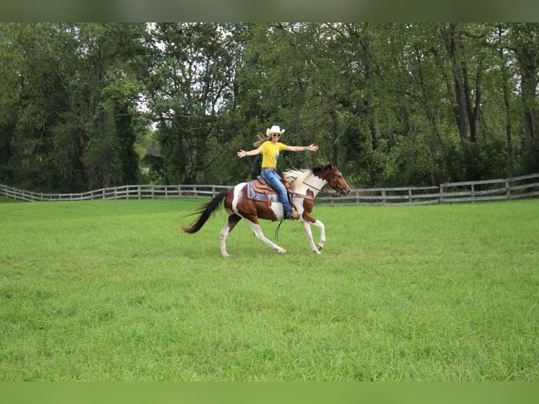 Paint Horse Wallach 5 Jahre 145 cm Tobiano-alle-Farben in Howell MI