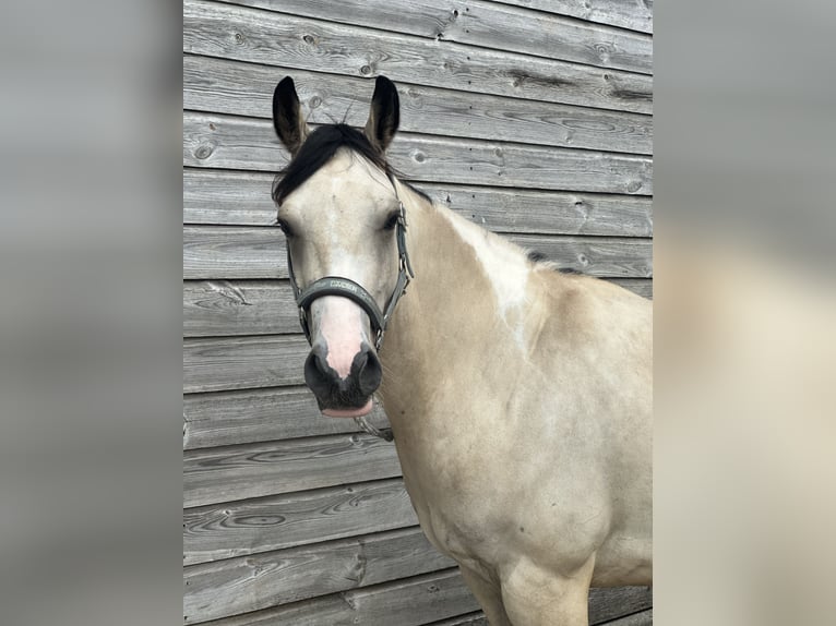 Paint Horse Wallach 5 Jahre 146 cm Buckskin in Coevorden