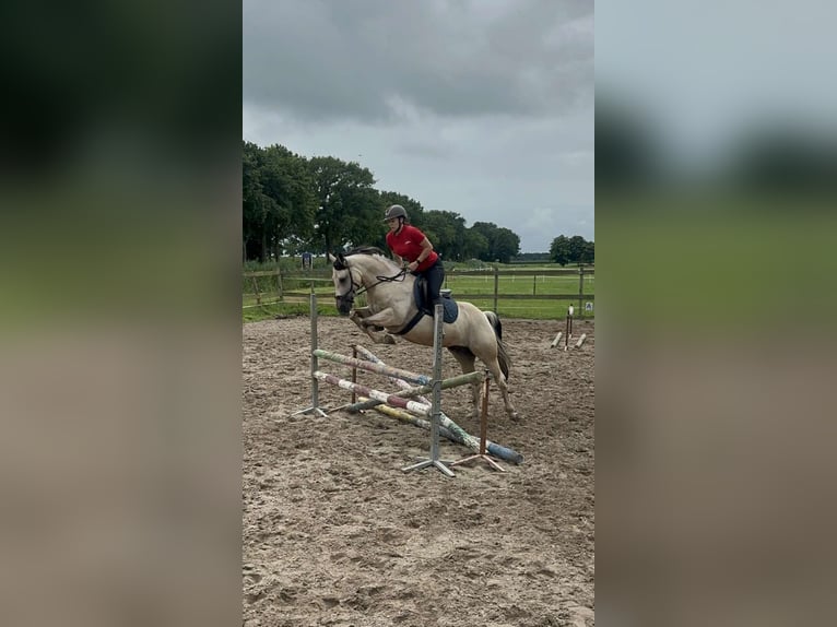 Paint Horse Wallach 5 Jahre 146 cm Buckskin in Coevorden
