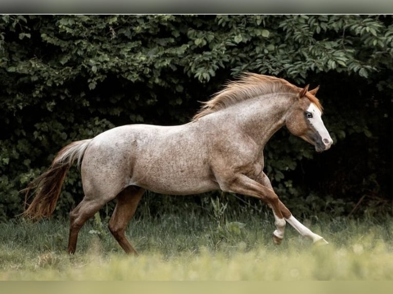 Paint Horse Wallach 5 Jahre 150 cm Roan-Red in Bonn