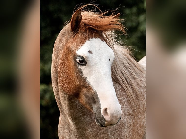 Paint Horse Wallach 5 Jahre 150 cm Roan-Red in Bonn