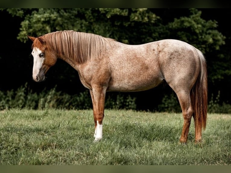 Paint Horse Wallach 5 Jahre 150 cm Roan-Red in Bonn