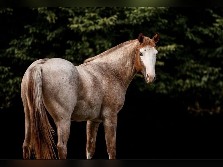 Paint Horse Wallach 5 Jahre 150 cm Roan-Red in Bonn