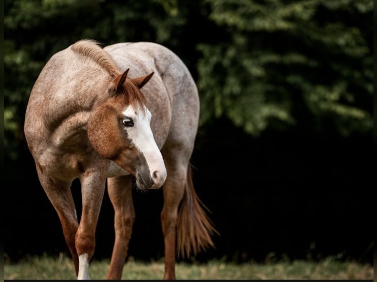 Paint Horse Wallach 5 Jahre 150 cm Roan-Red in Bonn