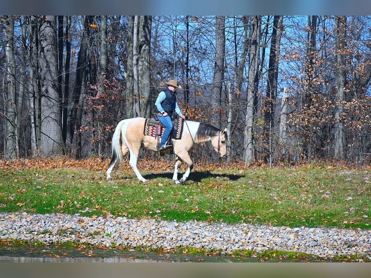 Paint Horse Wallach 5 Jahre 152 cm Buckskin in Fredericksburg, OH