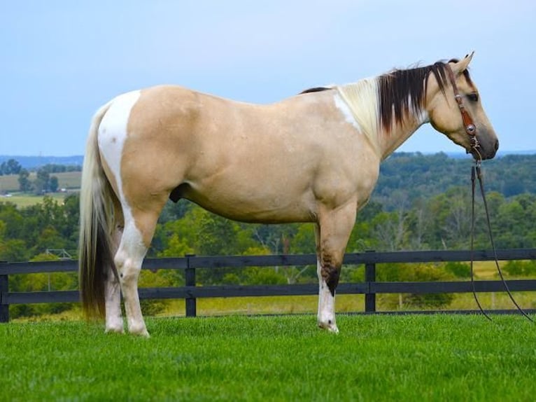 Paint Horse Wallach 5 Jahre 152 cm Buckskin in Fredericksburg, OH