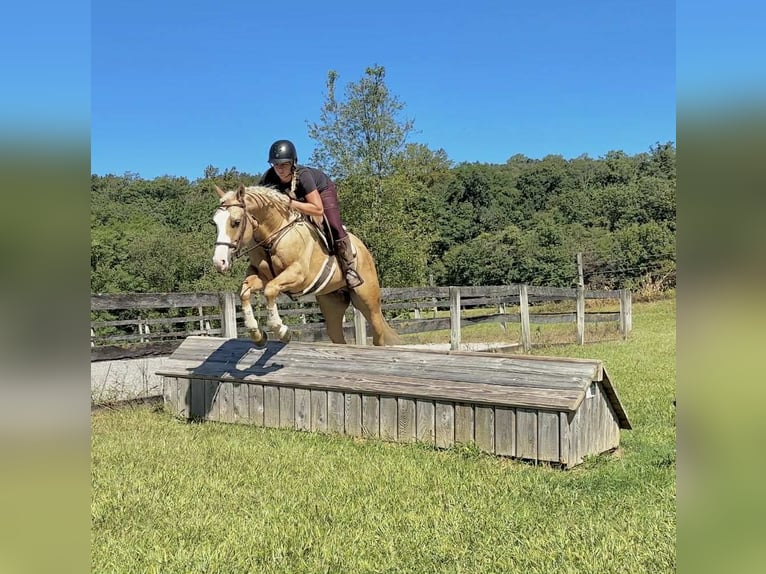 Paint Horse Wallach 5 Jahre 152 cm Palomino in New Holland