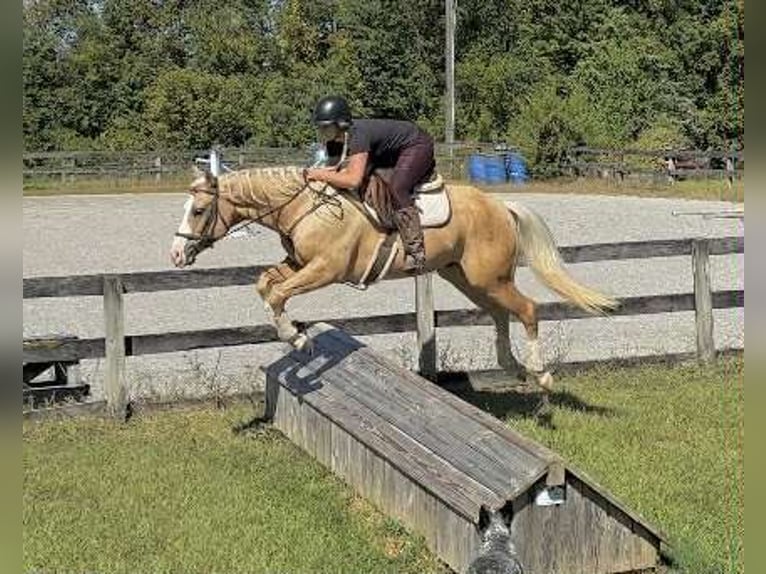 Paint Horse Wallach 5 Jahre 152 cm Palomino in New Holland