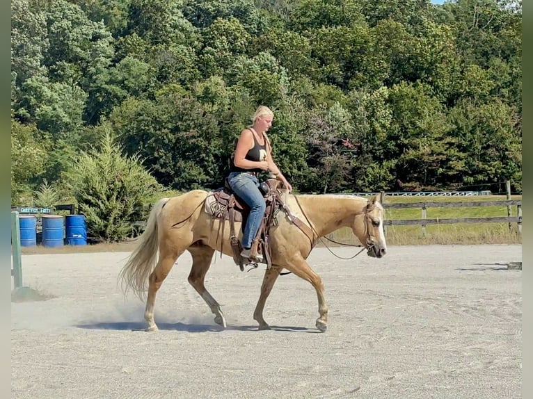 Paint Horse Wallach 5 Jahre 152 cm Palomino in New Holland