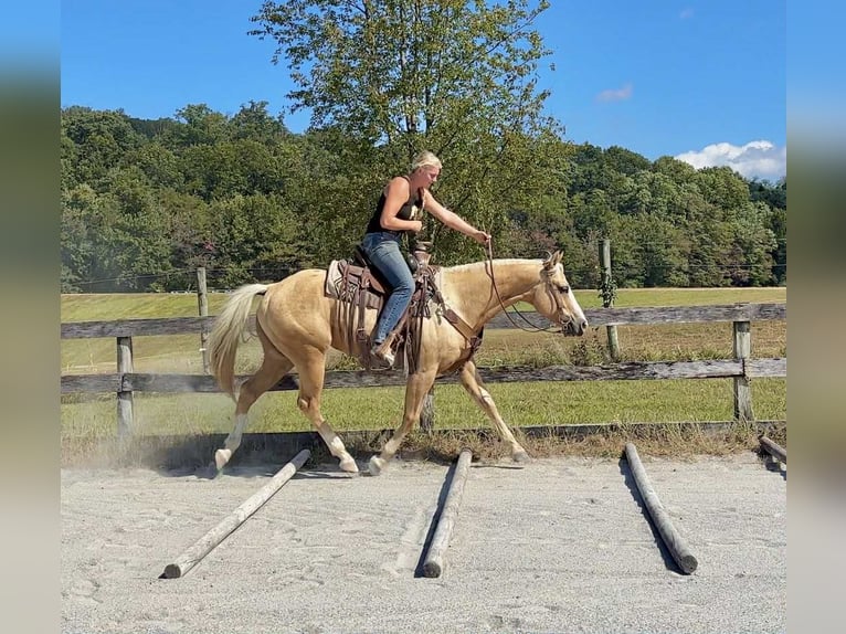 Paint Horse Wallach 5 Jahre 152 cm Palomino in New Holland