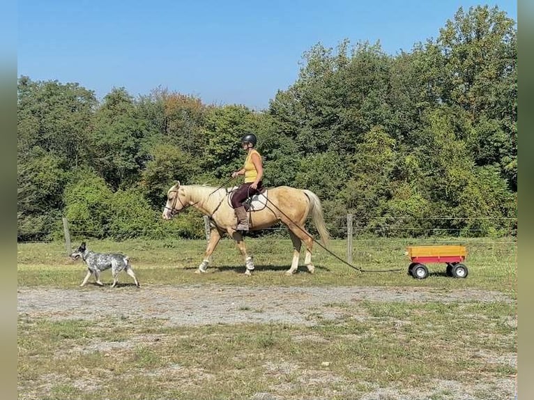 Paint Horse Wallach 5 Jahre 152 cm Palomino in New Holland
