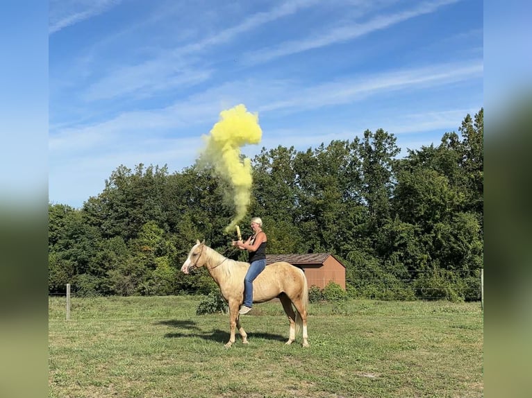 Paint Horse Wallach 5 Jahre 152 cm Palomino in New Holland