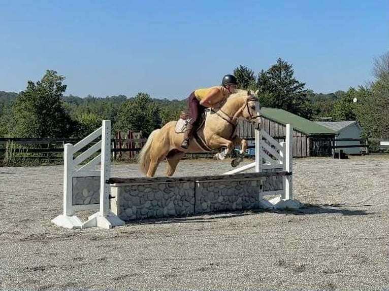Paint Horse Wallach 5 Jahre 152 cm Palomino in New Holland