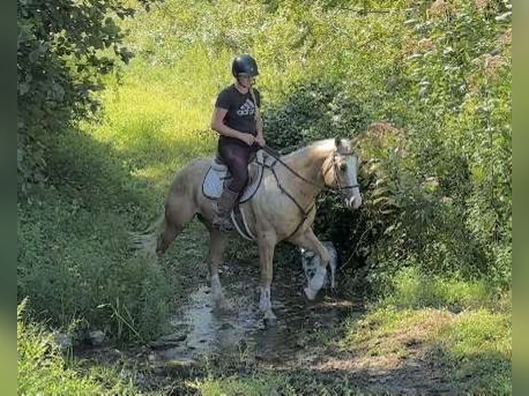 Paint Horse Wallach 5 Jahre 152 cm Palomino in New Holland