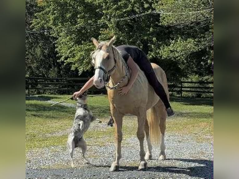 Paint Horse Wallach 5 Jahre 152 cm Palomino in New Holland