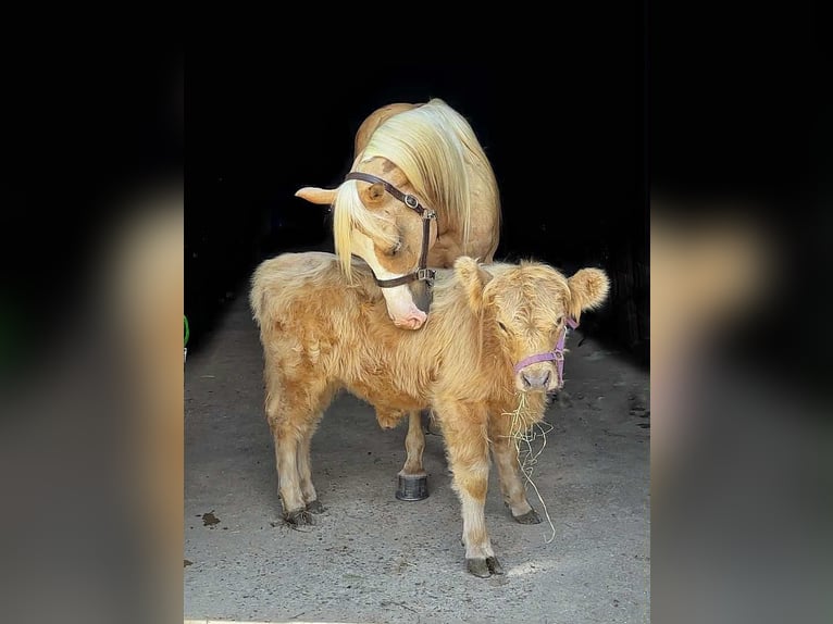 Paint Horse Wallach 5 Jahre 152 cm Palomino in New Holland