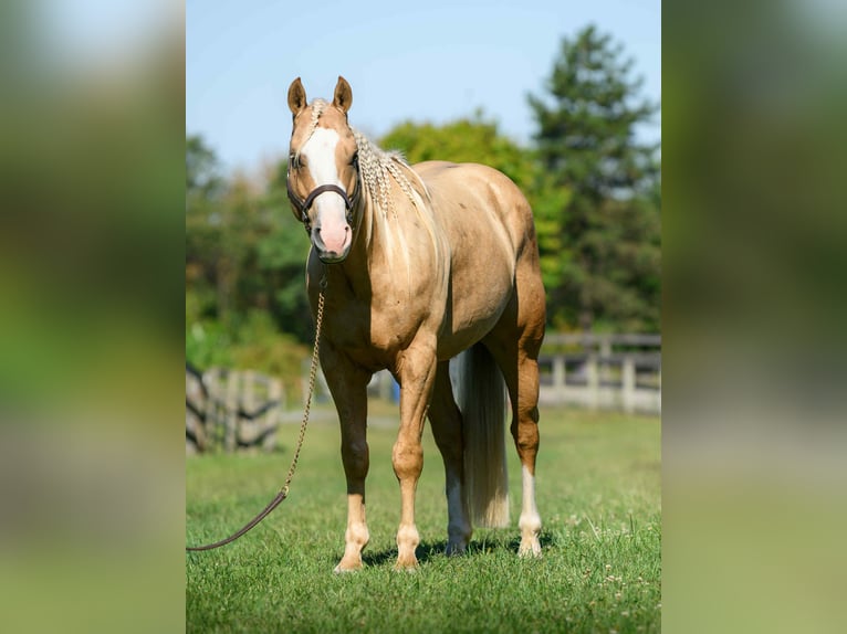 Paint Horse Wallach 5 Jahre 152 cm Palomino in New Holland