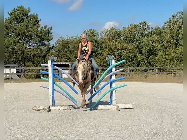 Paint Horse Wallach 5 Jahre 152 cm Palomino in New Holland