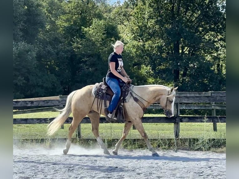 Paint Horse Wallach 5 Jahre 152 cm Palomino in New Holland